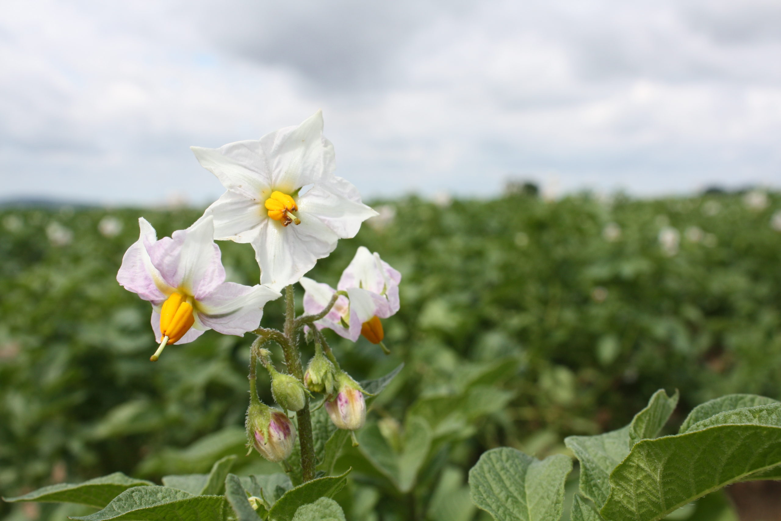 Home - Sächsischer Kartoffelverband e.V.