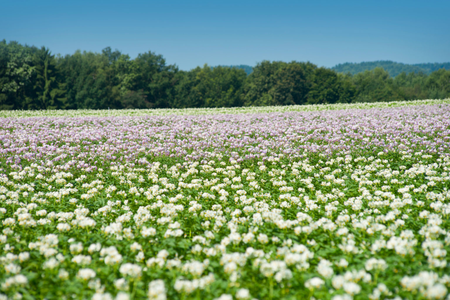 Home - Sächsischer Kartoffelverband e.V.