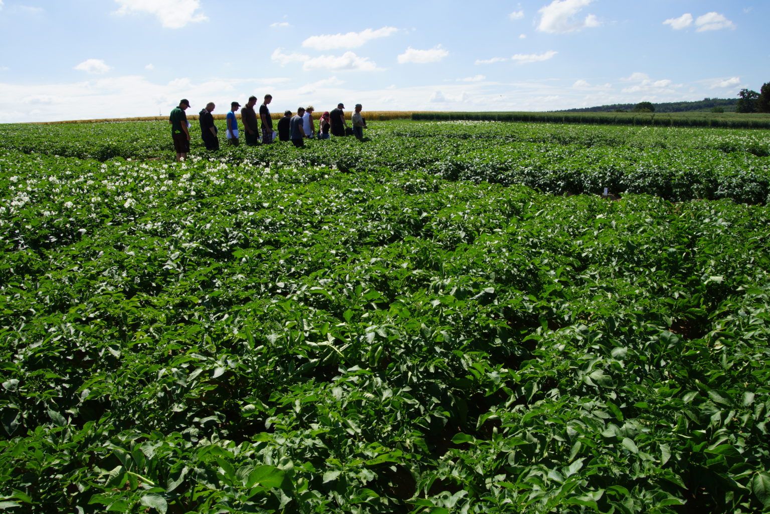 Produktion von gesundem Pflanzgut ist eine Spezialaufgabe - Sächsischer ...