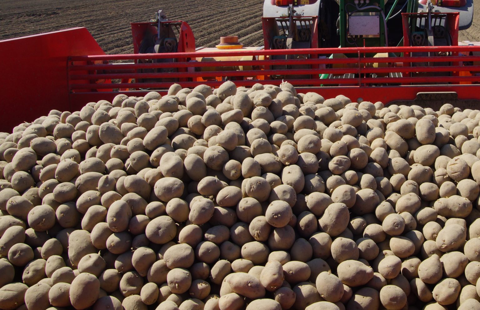 Im Frühjahr ist es Zeit, Kartoffeln zu pflanzen - Sächsischer ...