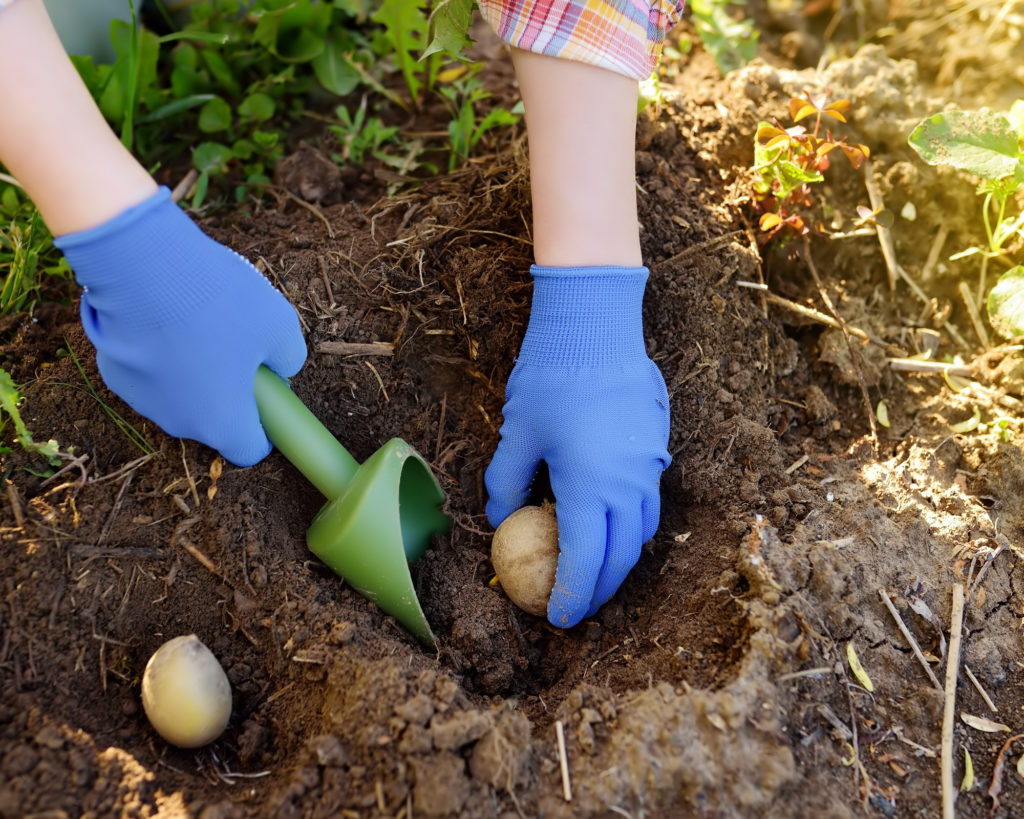 OnlineLiveSeminar // Kartoffelanbau im eigenen Garten