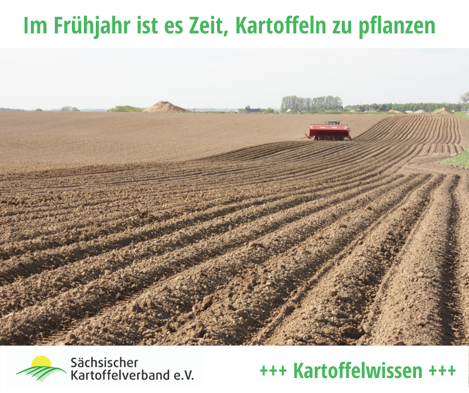 Im Frühjahr ist es Zeit, Kartoffeln zu pflanzen - Sächsischer ...